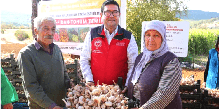 Sarımsak tohumları toprakla buluştu