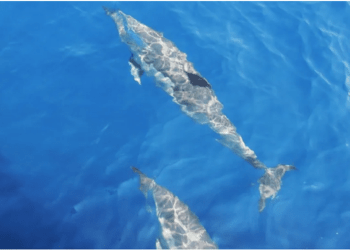 Tırtak cinsi yunus ölü bulundu