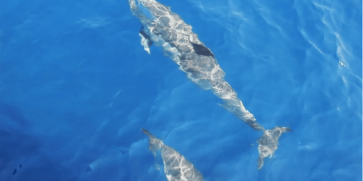 Tırtak cinsi yunus ölü bulundu