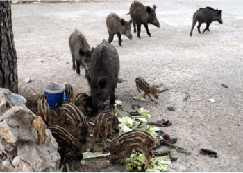 Muğla’da yaban domuzu sürek avı davalık oldu