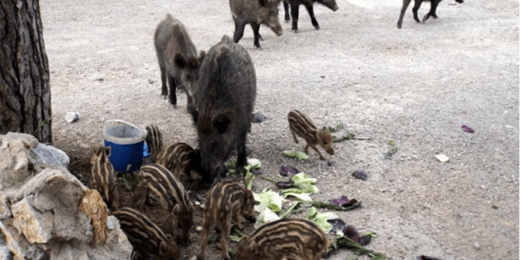 Muğla’da yaban domuzu sürek avı davalık oldu