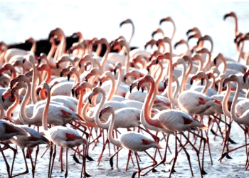 Akın akın sulak alana geldiler