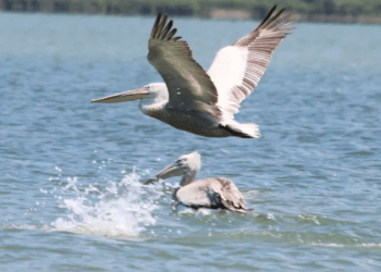 Yağmurlar Azap gölünü kurtardı, gölde yaşam  yeniden başladı, bu kezde avcılar dadandı