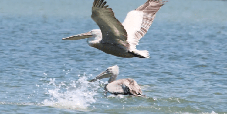 Yağmurlar Azap gölünü kurtardı, gölde yaşam yeniden başladı, bu kezde avcılar dadandı
