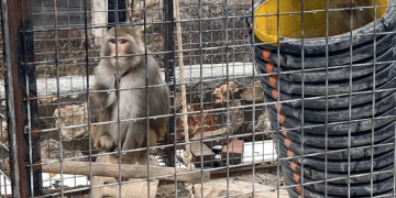 Muğla’da maymun operasyonu