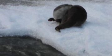 Erzurum’da Kuzey Afrika ve Amerika her yerde aranan hayvan, karın üstünde kendisini gösterdi.