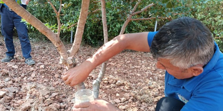 Sakız ağacı üretimi desteklenecek