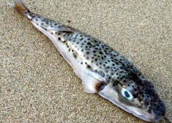 Bugüne kadar daha büyüğü  yakalanmadı