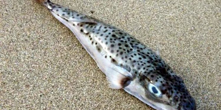 Bugüne kadar daha büyüğü  yakalanmadı