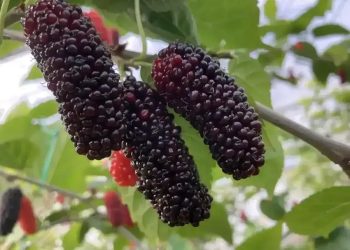 Şimdiden 4 ülkeye ihraç ediyorlar