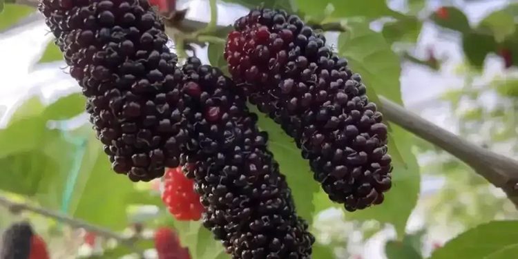 Şimdiden 4 ülkeye ihraç ediyorlar