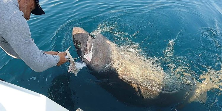 Bir tonluk balık oltaya takıldı