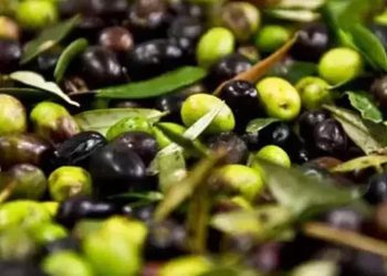 Zeytinin acısını alan teknik! Ne yumuşuyor ne de acılıktan eser kalıyor