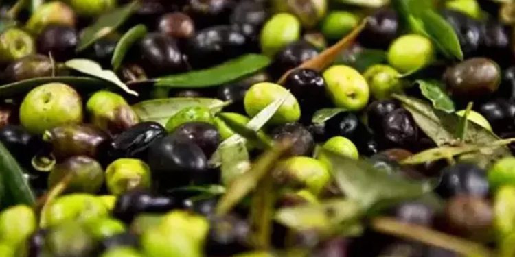 Zeytinin acısını alan teknik! Ne yumuşuyor ne de acılıktan eser kalıyor