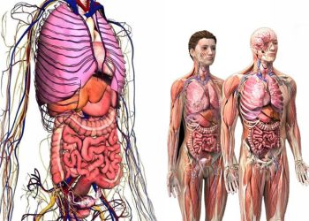 Vücudumuz kendisini haftalar içinde yeniliyor