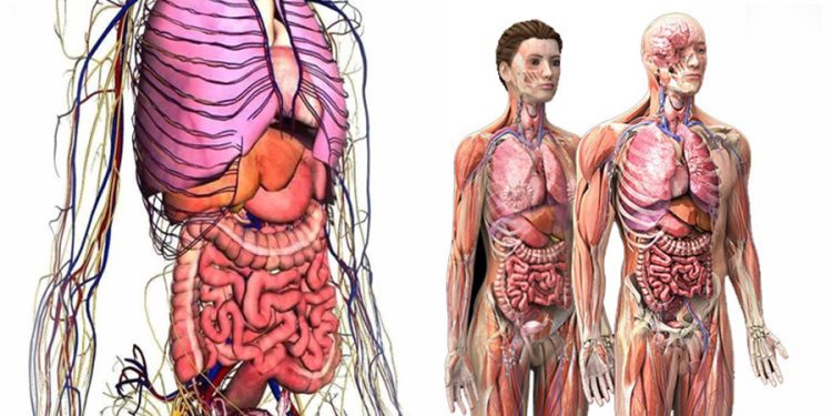 Vücudumuz kendisini haftalar içinde yeniliyor
