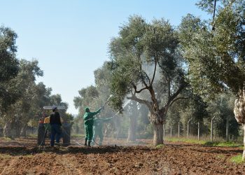 Milas’ta Zeytin Üreticilerine Halkalı Leke Uyarısı