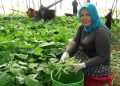 Kilosu 70 TL: Bağırsakları motor gibi çalıştırıp C vitamini yüklüyor