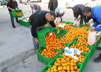 Belediye Meydanında Mandalina Dağıtımı
