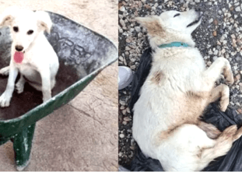 Sahipli köpeği tek kurşunla öldürdüler