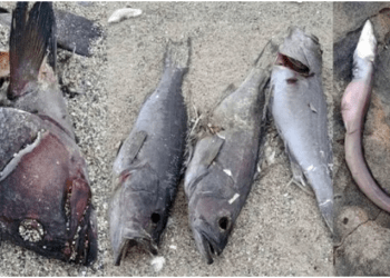 Turistik adada korkutan gelişme, yüzlerce ölü balık karaya vurdu