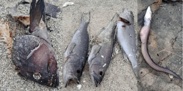 Turistik adada korkutan gelişme, yüzlerce ölü balık karaya vurdu