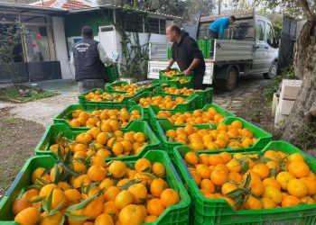 Belediye Mandalina Üreticilerinin Yanında