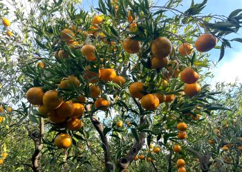 Geleneksel Bodrum Mandalin Festivali Başlıyor
