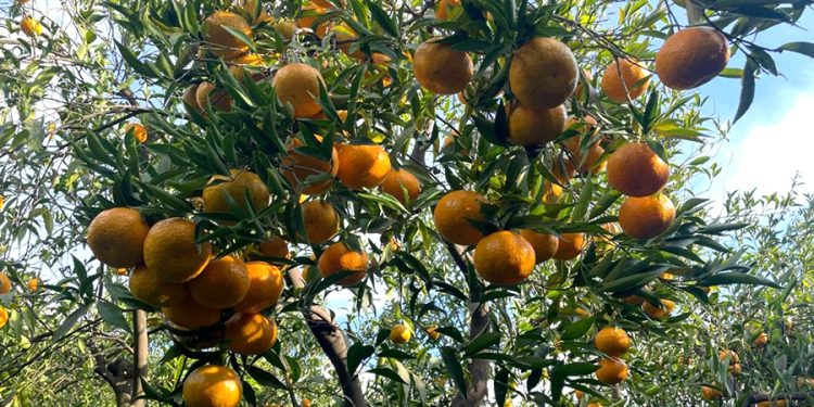 Geleneksel Bodrum Mandalin Festivali Başlıyor