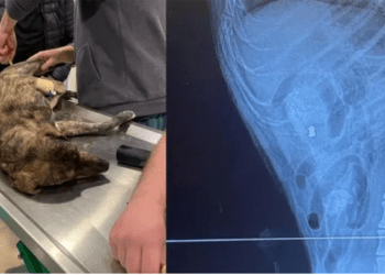 Bodrum’da yine bir sokak hayvanını vurarak öldürdüler