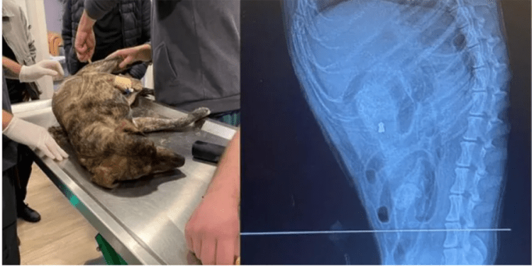 Bodrum’da yine bir sokak hayvanını vurarak öldürdüler