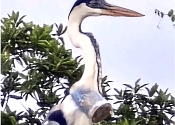 Dünya veterinerleri plastik bardak yutan balıkçılı arıyor