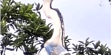 Dünya veterinerleri plastik bardak yutan balıkçılı arıyor