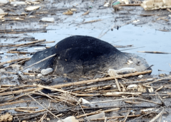 Büyük Menderes nehrinde korkutan görüntüler