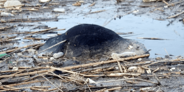 Büyük Menderes nehrinde korkutan görüntüler