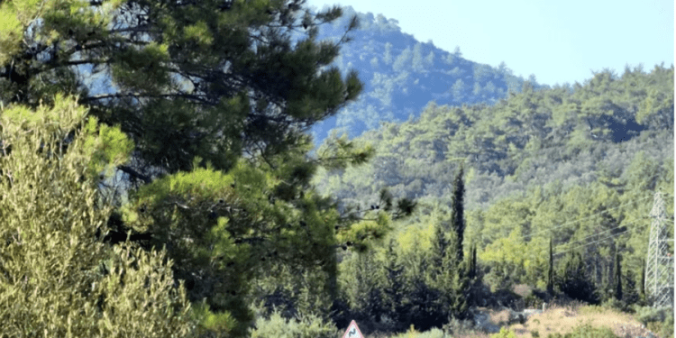 Muğla’da ormanlar 20 yıllığına kiraya verilecek