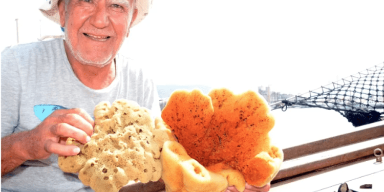 Bodrum’a Süngercilik Müzesi kuruluyor