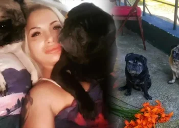 Aç kalan köpekler, sahibini yedi