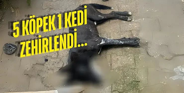 Bodrum’da Sokak Hayvanlarına Yönelik Şüpheli Zehirlenme