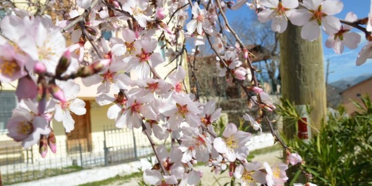 Datça Beyaz Gelinliğini Giydi