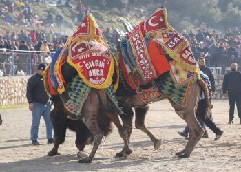 Yarın Deve Güreşi Festivali var… Ücretsiz izlenebilecek