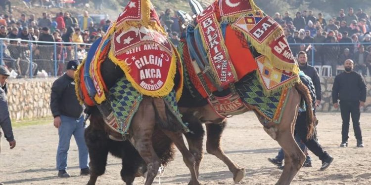 Yarın Deve Güreşi Festivali var… Ücretsiz izlenebilecek