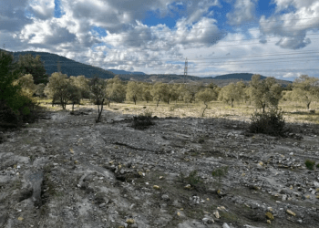 Limak Akbelen ormanını geçti zeytinliklere daldı köylü  isyan etti
