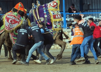 Develer kıran kırana güreşti, ilçede festival havası esti