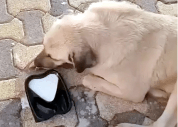 Bodrum’da vahşet köpekleri telle  boğup zehirlediler