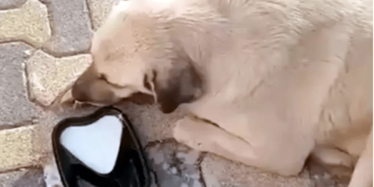 Bodrum’da vahşet köpekleri telle  boğup zehirlediler
