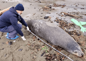 Akdeniz fokunu kafasından tabanca ile vurarak öldürdüler