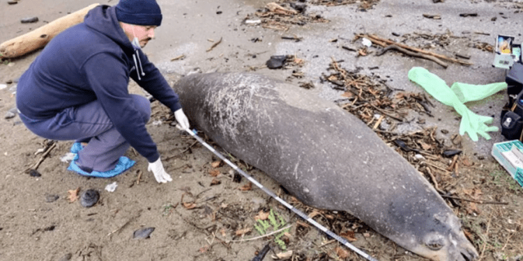 Akdeniz fokunu kafasından tabanca ile vurarak öldürdüler
