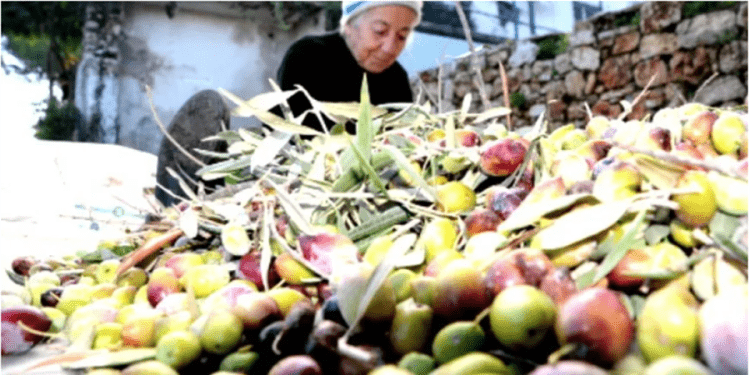 Türkiye’de 200 milyon sınırı aşıldı: En çok Manisa, Aydın ve İzmir’de var