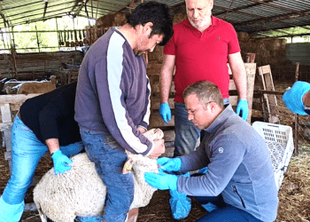 Muğla’da anormal kuzu doğumları korkuttu
